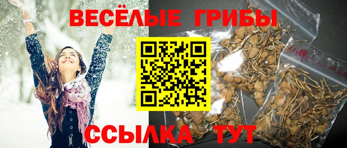 Петропавловск-Камчатский  хочу наркоту  Псилоцибиновые грибы Psilocybe  Вход с VPN  Галлюциногенные грибы Psilocybe 