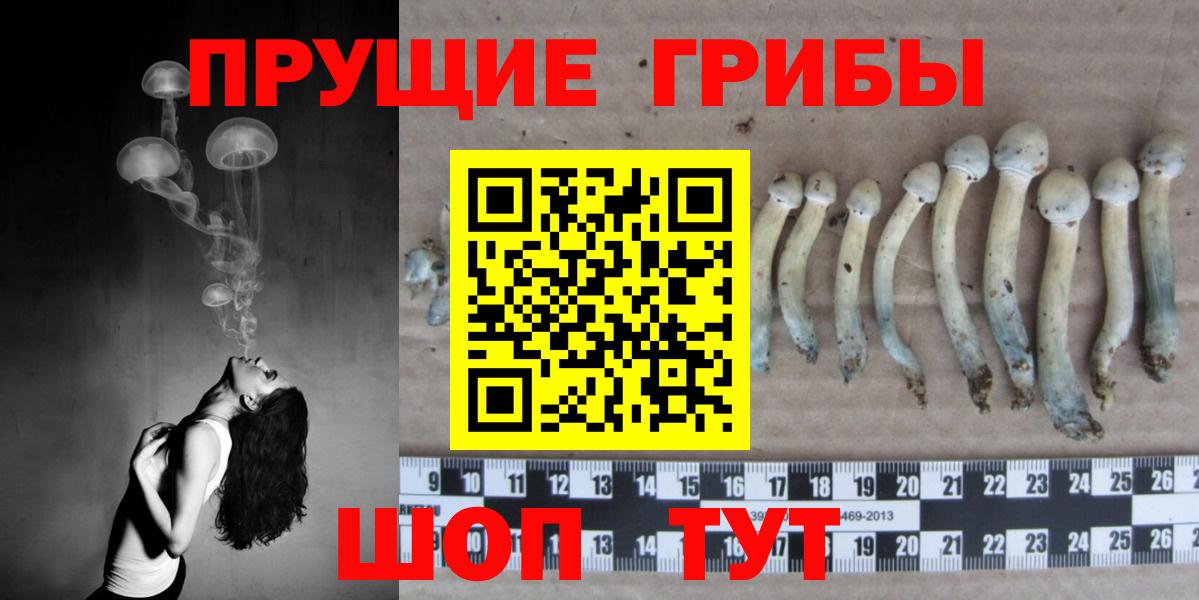 Псилоцибиновые грибы Psilocybine cubensis Петропавловск-Камчатский